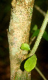  ( - BioBot01175)  @11 [ ] CreativeCommons - Attribution Non-Commercial Share-Alike (2010) Daniel H. Janzen Guanacaste Dry Forest Conservation Fund