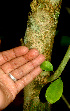  ( - BioBot01175)  @11 [ ] CreativeCommons - Attribution Non-Commercial Share-Alike (2010) Daniel H. Janzen Guanacaste Dry Forest Conservation Fund