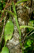  ( - BioBot01182)  @11 [ ] CreativeCommons - Attribution Non-Commercial Share-Alike (2010) Daniel H. Janzen Guanacaste Dry Forest Conservation Fund