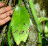  ( - BioBot01182)  @11 [ ] CreativeCommons - Attribution Non-Commercial Share-Alike (2010) Daniel H. Janzen Guanacaste Dry Forest Conservation Fund