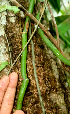  ( - BioBot01184)  @11 [ ] CreativeCommons - Attribution Non-Commercial Share-Alike (2010) Daniel H. Janzen Guanacaste Dry Forest Conservation Fund