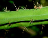  ( - BioBot01188)  @11 [ ] CreativeCommons - Attribution Non-Commercial Share-Alike (2010) Daniel H. Janzen Guanacaste Dry Forest Conservation Fund