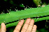  ( - BioBot01188)  @11 [ ] CreativeCommons - Attribution Non-Commercial Share-Alike (2010) Daniel H. Janzen Guanacaste Dry Forest Conservation Fund