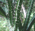  ( - BioBot01189)  @11 [ ] CreativeCommons - Attribution Non-Commercial Share-Alike (2010) Daniel H. Janzen Guanacaste Dry Forest Conservation Fund
