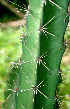  ( - BioBot01189)  @11 [ ] CreativeCommons - Attribution Non-Commercial Share-Alike (2010) Daniel H. Janzen Guanacaste Dry Forest Conservation Fund