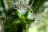  ( - BioBot01189)  @11 [ ] CreativeCommons - Attribution Non-Commercial Share-Alike (2010) Daniel H. Janzen Guanacaste Dry Forest Conservation Fund