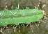  ( - BioBot01189)  @11 [ ] CreativeCommons - Attribution Non-Commercial Share-Alike (2010) Daniel H. Janzen Guanacaste Dry Forest Conservation Fund