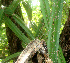  ( - BioBot01190)  @11 [ ] CreativeCommons - Attribution Non-Commercial Share-Alike (2010) Daniel H. Janzen Guanacaste Dry Forest Conservation Fund