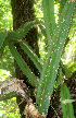  ( - BioBot01190)  @11 [ ] CreativeCommons - Attribution Non-Commercial Share-Alike (2010) Daniel H. Janzen Guanacaste Dry Forest Conservation Fund