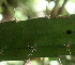  ( - BioBot01190)  @11 [ ] CreativeCommons - Attribution Non-Commercial Share-Alike (2010) Daniel H. Janzen Guanacaste Dry Forest Conservation Fund
