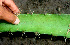  ( - BioBot01190)  @11 [ ] CreativeCommons - Attribution Non-Commercial Share-Alike (2010) Daniel H. Janzen Guanacaste Dry Forest Conservation Fund