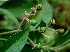  ( - BioBot01197)  @11 [ ] CreativeCommons - Attribution Non-Commercial Share-Alike (2010) Daniel H. Janzen Guanacaste Dry Forest Conservation Fund