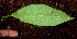 ( - BioBot01198)  @11 [ ] CreativeCommons - Attribution Non-Commercial Share-Alike (2010) Daniel H. Janzen Guanacaste Dry Forest Conservation Fund