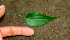  ( - BioBot01221)  @11 [ ] CreativeCommons - Attribution Non-Commercial Share-Alike (2010) Daniel H. Janzen Guanacaste Dry Forest Conservation Fund