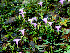  ( - BioBot01224)  @11 [ ] CreativeCommons - Attribution Non-Commercial Share-Alike (2010) Daniel H. Janzen Guanacaste Dry Forest Conservation Fund
