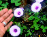  ( - BioBot01224)  @11 [ ] CreativeCommons - Attribution Non-Commercial Share-Alike (2010) Daniel H. Janzen Guanacaste Dry Forest Conservation Fund