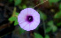  ( - BioBot01224)  @11 [ ] CreativeCommons - Attribution Non-Commercial Share-Alike (2010) Daniel H. Janzen Guanacaste Dry Forest Conservation Fund