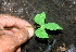  ( - BioBot01224)  @11 [ ] CreativeCommons - Attribution Non-Commercial Share-Alike (2010) Daniel H. Janzen Guanacaste Dry Forest Conservation Fund