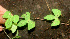  ( - BioBot01224)  @11 [ ] CreativeCommons - Attribution Non-Commercial Share-Alike (2010) Daniel H. Janzen Guanacaste Dry Forest Conservation Fund