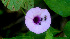  ( - BioBot01225)  @11 [ ] CreativeCommons - Attribution Non-Commercial Share-Alike (2010) Daniel H. Janzen Guanacaste Dry Forest Conservation Fund