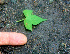  ( - BioBot01225)  @11 [ ] CreativeCommons - Attribution Non-Commercial Share-Alike (2010) Daniel H. Janzen Guanacaste Dry Forest Conservation Fund