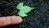  ( - BioBot01225)  @11 [ ] CreativeCommons - Attribution Non-Commercial Share-Alike (2010) Daniel H. Janzen Guanacaste Dry Forest Conservation Fund