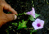  ( - BioBot01225)  @11 [ ] CreativeCommons - Attribution Non-Commercial Share-Alike (2010) Daniel H. Janzen Guanacaste Dry Forest Conservation Fund