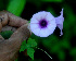  ( - BioBot01226)  @11 [ ] CreativeCommons - Attribution Non-Commercial Share-Alike (2010) Daniel H. Janzen Guanacaste Dry Forest Conservation Fund