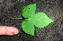  ( - BioBot01226)  @11 [ ] CreativeCommons - Attribution Non-Commercial Share-Alike (2010) Daniel H. Janzen Guanacaste Dry Forest Conservation Fund