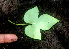  ( - BioBot01226)  @11 [ ] CreativeCommons - Attribution Non-Commercial Share-Alike (2010) Daniel H. Janzen Guanacaste Dry Forest Conservation Fund