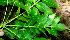  (Bursera glabra - BioBot01227)  @11 [ ] CreativeCommons - Attribution Non-Commercial Share-Alike (2010) Daniel H. Janzen Guanacaste Dry Forest Conservation Fund