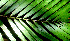  ( - BioBot01230)  @11 [ ] CreativeCommons - Attribution Non-Commercial Share-Alike (2010) Daniel H. Janzen Guanacaste Dry Forest Conservation Fund