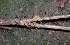  ( - BioBot01230)  @11 [ ] CreativeCommons - Attribution Non-Commercial Share-Alike (2010) Daniel H. Janzen Guanacaste Dry Forest Conservation Fund