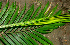  ( - BioBot01230)  @11 [ ] CreativeCommons - Attribution Non-Commercial Share-Alike (2010) Daniel H. Janzen Guanacaste Dry Forest Conservation Fund