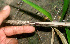  ( - BioBot01230)  @11 [ ] CreativeCommons - Attribution Non-Commercial Share-Alike (2010) Daniel H. Janzen Guanacaste Dry Forest Conservation Fund