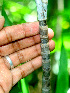  ( - BioBot01231)  @11 [ ] CreativeCommons - Attribution Non-Commercial Share-Alike (2010) Daniel H. Janzen Guanacaste Dry Forest Conservation Fund