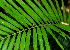  ( - BioBot01232)  @11 [ ] CreativeCommons - Attribution Non-Commercial Share-Alike (2010) Daniel H. Janzen Guanacaste Dry Forest Conservation Fund