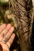  ( - BioBot01232)  @11 [ ] CreativeCommons - Attribution Non-Commercial Share-Alike (2010) Daniel H. Janzen Guanacaste Dry Forest Conservation Fund