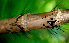  ( - BioBot01232)  @11 [ ] CreativeCommons - Attribution Non-Commercial Share-Alike (2010) Daniel H. Janzen Guanacaste Dry Forest Conservation Fund