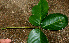  ( - BioBot01236)  @11 [ ] CreativeCommons - Attribution Non-Commercial Share-Alike (2010) Daniel H. Janzen Guanacaste Dry Forest Conservation Fund