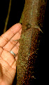  ( - BioBot01242)  @11 [ ] CreativeCommons - Attribution Non-Commercial Share-Alike (2010) Daniel H. Janzen Guanacaste Dry Forest Conservation Fund