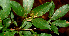  (Pithecellobium furcatum - BioBot01242)  @11 [ ] CreativeCommons - Attribution Non-Commercial Share-Alike (2010) Daniel H. Janzen Guanacaste Dry Forest Conservation Fund