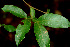  ( - BioBot01242)  @11 [ ] CreativeCommons - Attribution Non-Commercial Share-Alike (2010) Daniel H. Janzen Guanacaste Dry Forest Conservation Fund