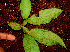  ( - BioBot01242)  @11 [ ] CreativeCommons - Attribution Non-Commercial Share-Alike (2010) Daniel H. Janzen Guanacaste Dry Forest Conservation Fund