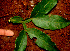  ( - BioBot01242)  @11 [ ] CreativeCommons - Attribution Non-Commercial Share-Alike (2010) Daniel H. Janzen Guanacaste Dry Forest Conservation Fund