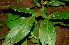  ( - BioBot01243)  @11 [ ] CreativeCommons - Attribution Non-Commercial Share-Alike (2010) Daniel H. Janzen Guanacaste Dry Forest Conservation Fund