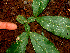  ( - BioBot01243)  @11 [ ] CreativeCommons - Attribution Non-Commercial Share-Alike (2010) Daniel H. Janzen Guanacaste Dry Forest Conservation Fund