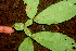  ( - BioBot01243)  @11 [ ] CreativeCommons - Attribution Non-Commercial Share-Alike (2010) Daniel H. Janzen Guanacaste Dry Forest Conservation Fund