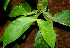  ( - BioBot01243)  @11 [ ] CreativeCommons - Attribution Non-Commercial Share-Alike (2010) Daniel H. Janzen Guanacaste Dry Forest Conservation Fund