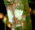  ( - BioBot01243)  @11 [ ] CreativeCommons - Attribution Non-Commercial Share-Alike (2010) Daniel H. Janzen Guanacaste Dry Forest Conservation Fund